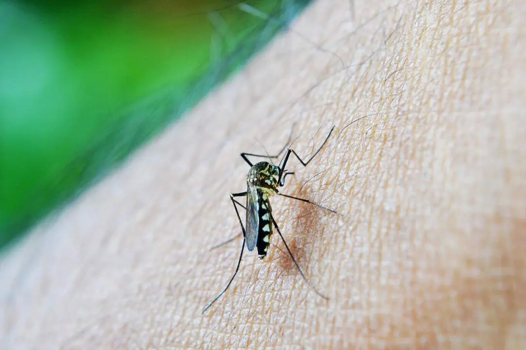 Brote hist&oacute;rico de dengue en Latinoam&eacute;rica.
