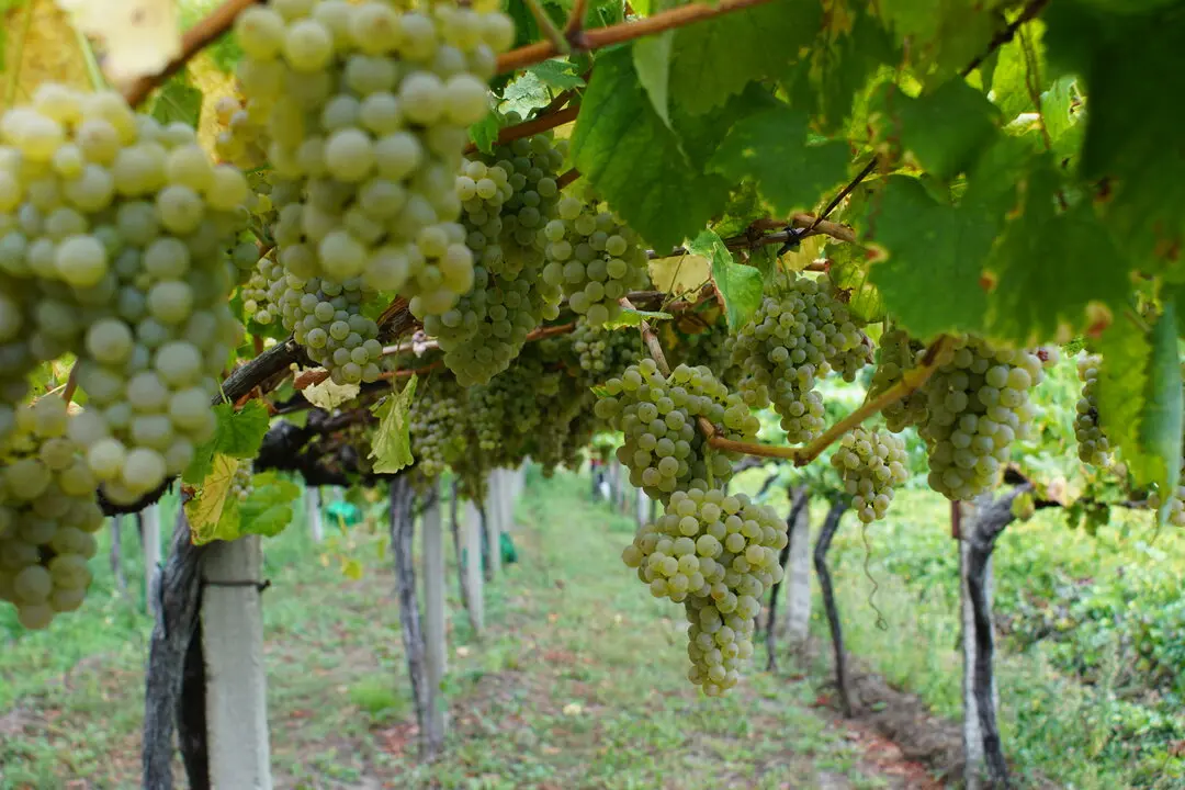 Enoturismo en Arbo: Un Destino de Calidad y Tradici&oacute;n en R&iacute;as Baixas.
