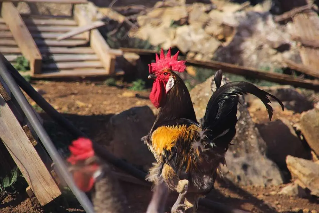 Feria del Gallo 2025 en Arteixo.