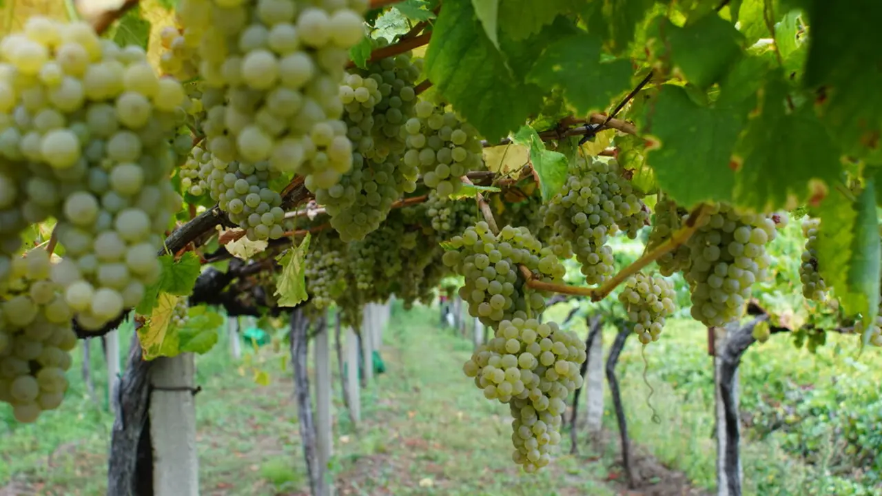 Enoturismo en Arbo: Un Destino de Calidad y Tradici&oacute;n en R&iacute;as Baixas.