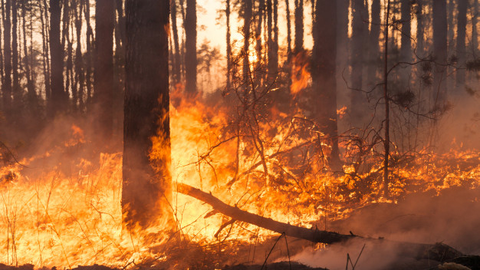 Recomendaciones a la ciudadan&iacute;a ante la llegada del humo de los incendios en Portugal.