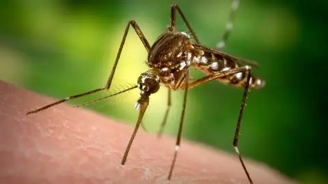 mosquito tigre arteixo