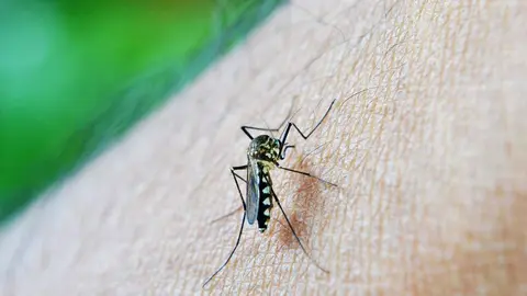 Brote hist&oacute;rico de dengue en Latinoam&eacute;rica.