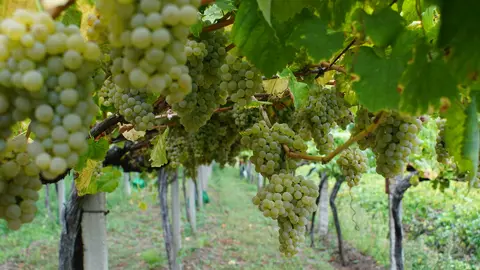 Enoturismo en Arbo: Un Destino de Calidad y Tradici&oacute;n en R&iacute;as Baixas.