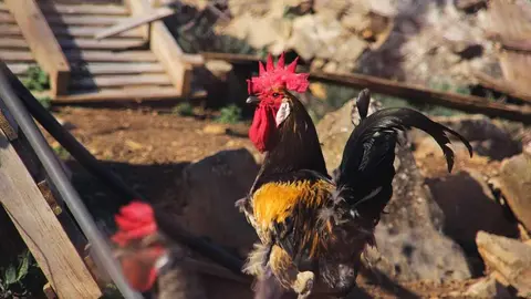 Feria del Gallo 2025 en Arteixo.